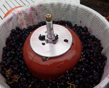 An Italian Heart, a Norwegian Vineyard