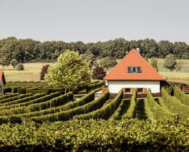 Adoria Vineyards: Pioneering the Renaissance of Polish Viticulture through Terroir and Technology