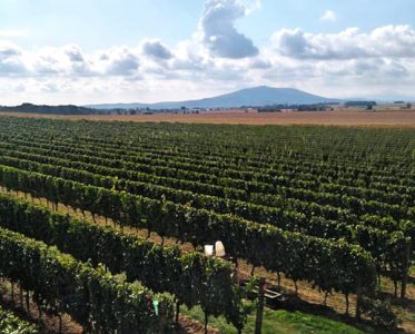 Adoria Vineyards: Pioneering the Renaissance of Polish Viticulture through Terroir and Technology