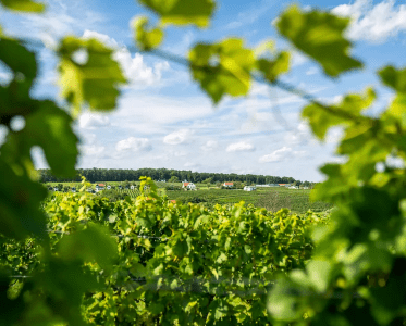 A Sun-Blessed Wine Region at the Edge of Austria