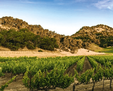 Sustainability is a defining pillar of California as a wine destination
