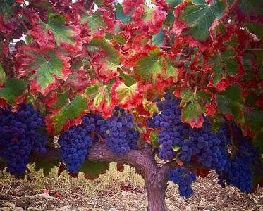 A winery born within the walls of a centuries old monastery