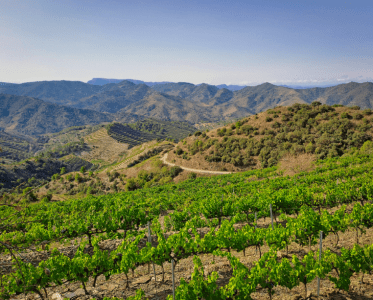 Background and Perspective