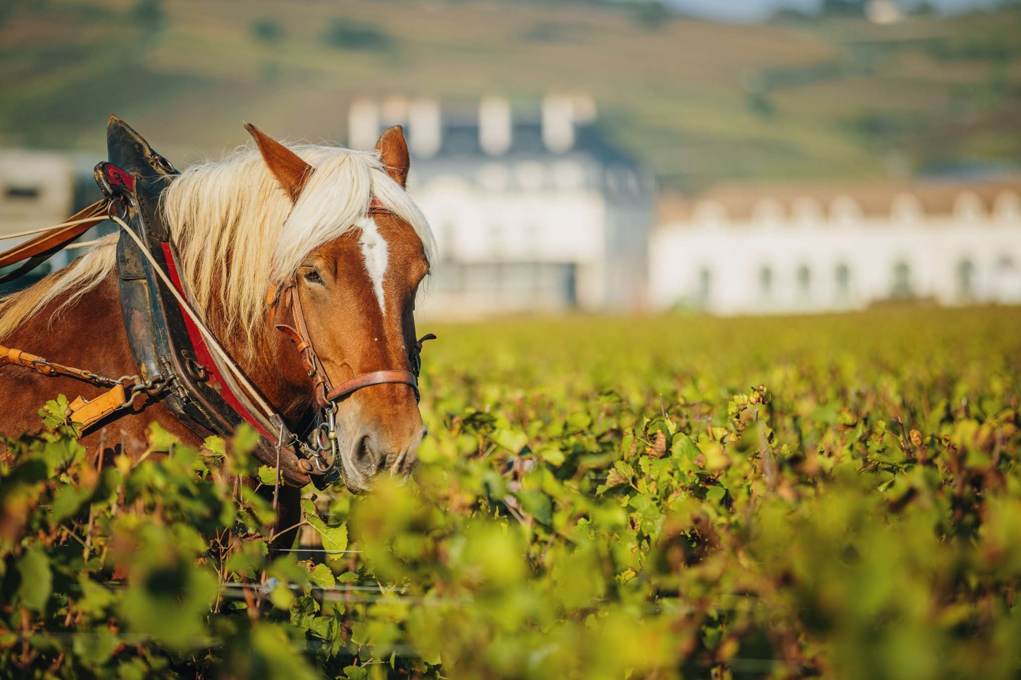 Bourgogne