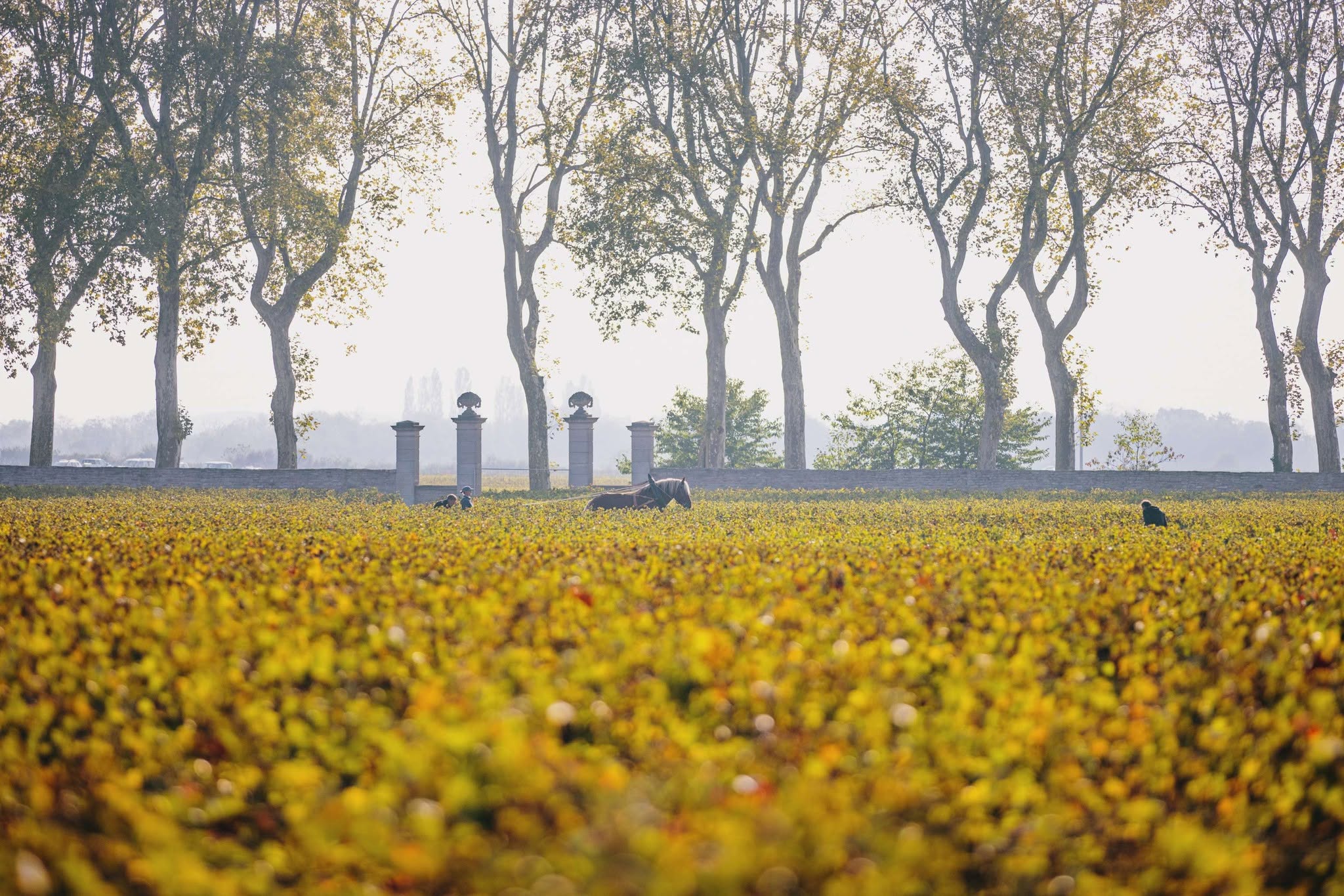 Bourgogne