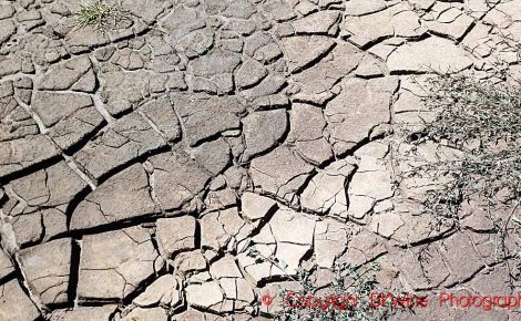 Wine Under Pressure: Climate Stress and the Future of Viticulture