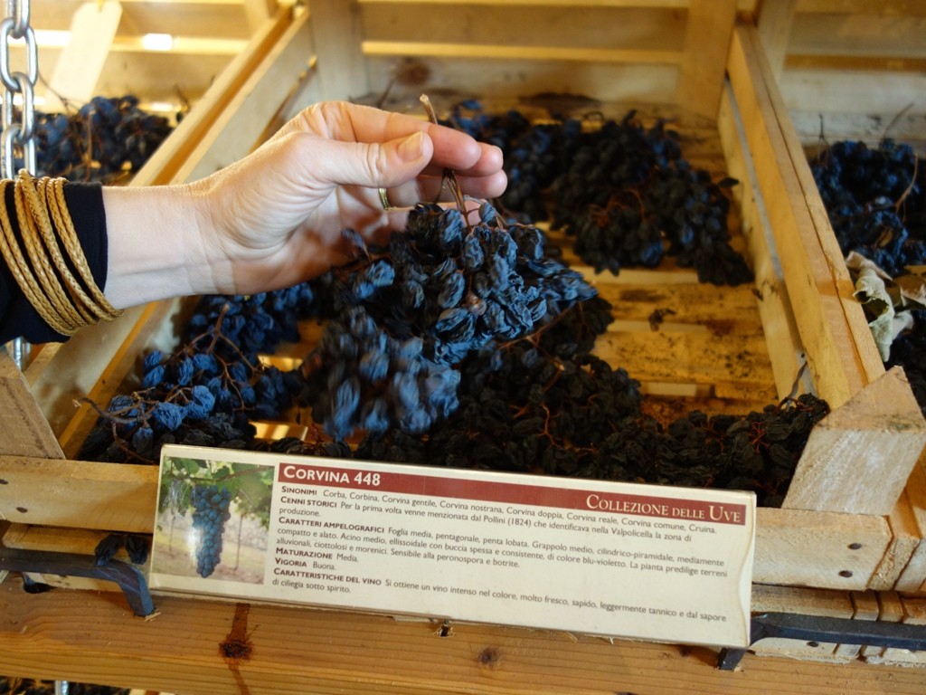 Cantina Valpolicella Negrar