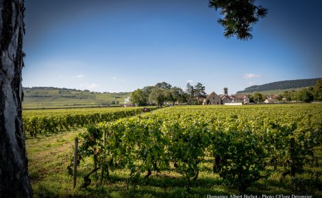 Burgundy’s Enduring Allure: An Insider’s View