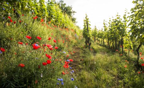 Austria’s 2026 Vintage: When Less on the Vine Means More in the Glass