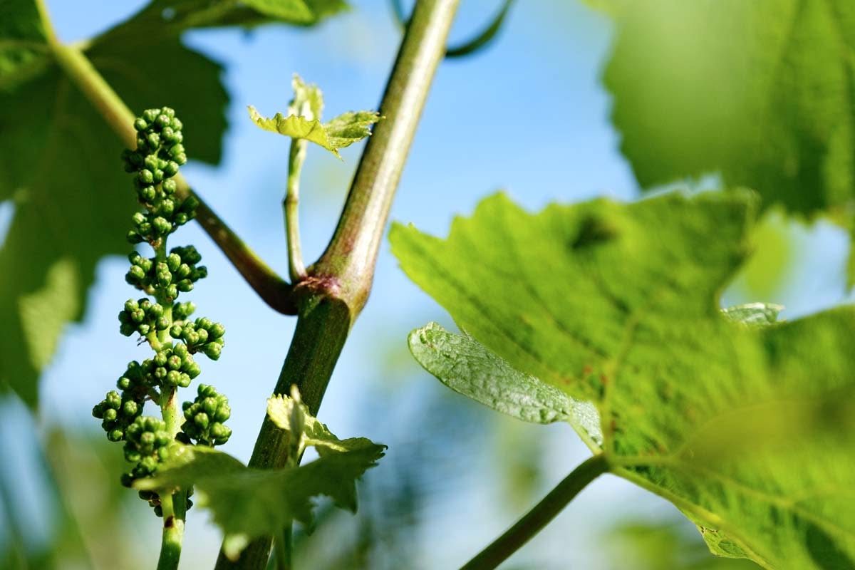 Domaine des Hospices de Beaune